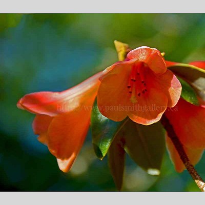 Rhododendron Flower Close Up Photography